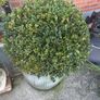 2 buxus one large one small established 4 years Image 3