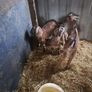 kid goats Image 8