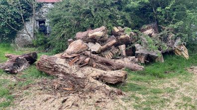 firewood