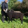 Zwartbles Hogget Ram Image 3