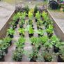 50 super flowering plants/shrubs Image 2
