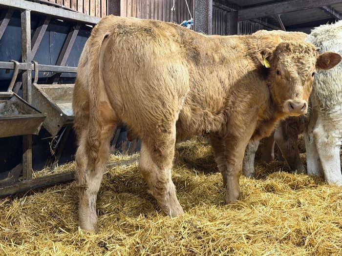 Charolais Weanlings