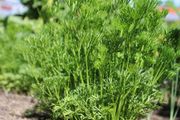 (P) Parsley MENUETTE seeds 1g (125821)
