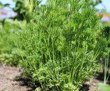 (P) Parsley MENUETTE seeds 1g (125821)