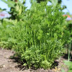 (P) Parsley MENUETTE seeds 1g (125821)