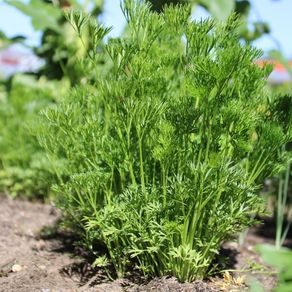 (P) Parsley MENUETTE seeds 1g (125821)