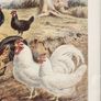 Beautiful Poltry Print Nicely Framed In Good Condition. See Photos For Same. Image 3