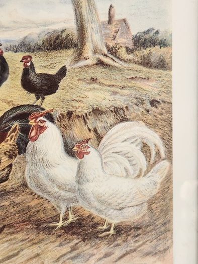 Beautiful Poltry Print Nicely Framed In Good Condition. See Photos For Same.