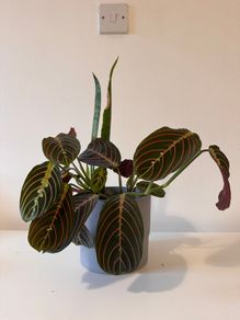 Indoor plants in pots