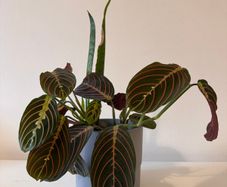Indoor plants in pots