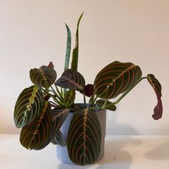 Indoor plants in pots