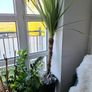 Cabbage tree Image 5