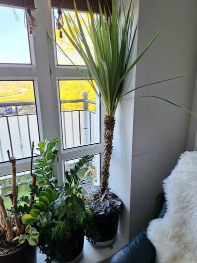 Cabbage tree