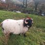 Ram lamb Image 3