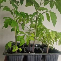 Tomato Plants organic