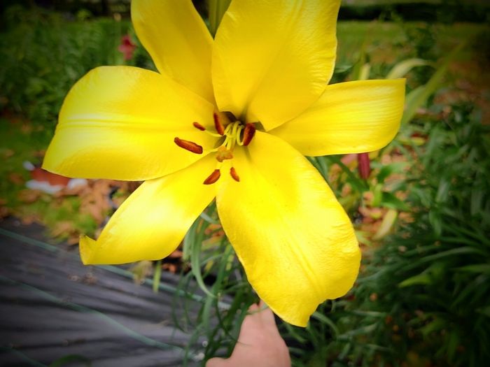 Giant Lilies Autumn Flowering