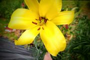 Giant Lilies Autumn Flowering