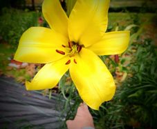 Giant Lilies Autumn Flowering