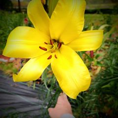 Giant Lilies Autumn Flowering
