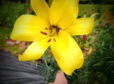 Giant Lilies Autumn Flowering