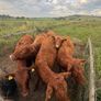 4 pbnr Saler excellent heifers to breed Image 2