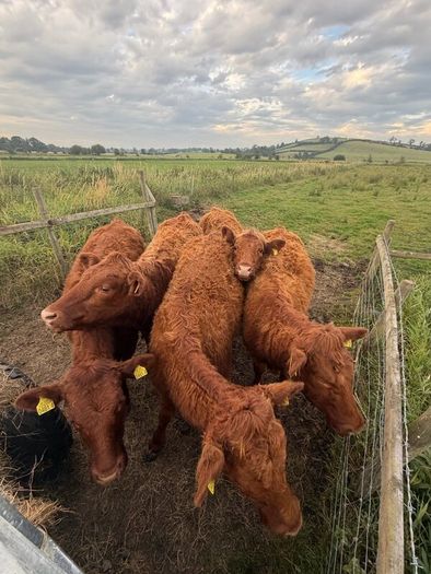 4 pbnr Saler excellent heifers to breed