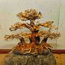 Bonsai Tree Medium Image 2