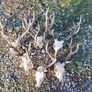 sika antlers Image 2