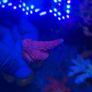 SPS Coral Frags Image 5