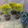 Barrel Planter Image 3