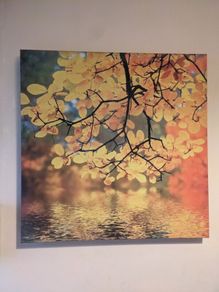 Canvases x 5