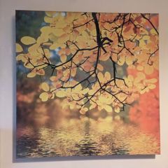 Canvases x 5