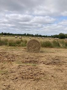 Callow hay