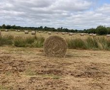 Callow hay