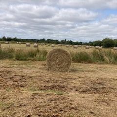Callow hay