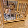 Dog Crate Image 3