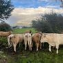 Organic Cattle Image 4