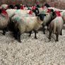 30 super Suffolk ewe lambs Image 10