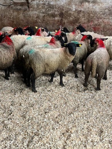 30 super Suffolk ewe lambs