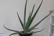 House plant
