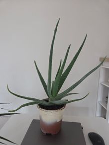 House plant
