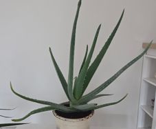 House plant
