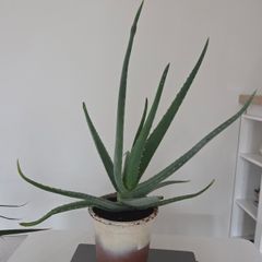 House plant
