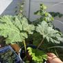 Gunnera Image 2