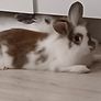 rabbits Image 8
