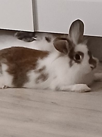 rabbits