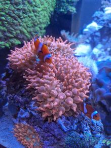 speckled rose bubble tip anemone