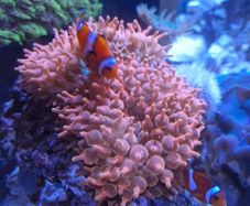 speckled rose bubble tip anemone