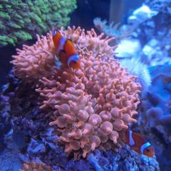 speckled rose bubble tip anemone