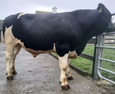 Kilkenny bull sale Mountain Friesians